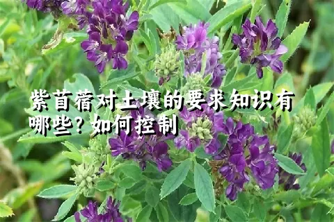 紫苜蓿对土壤的要求知识有哪些？如何控制