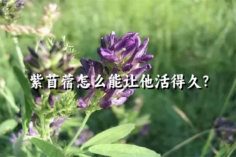 紫苜蓿怎么能让他活得久？