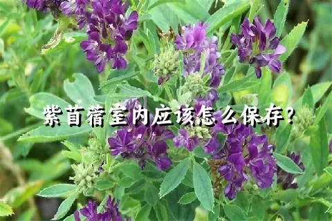 紫苜蓿室内应该怎么保存？