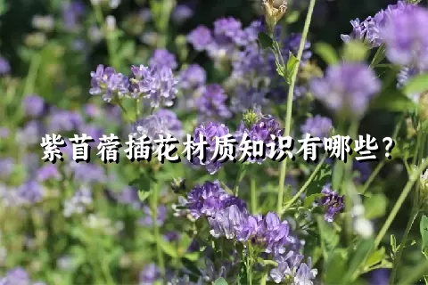 紫苜蓿插花材质知识有哪些？