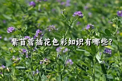 紫苜蓿插花色彩知识有哪些？