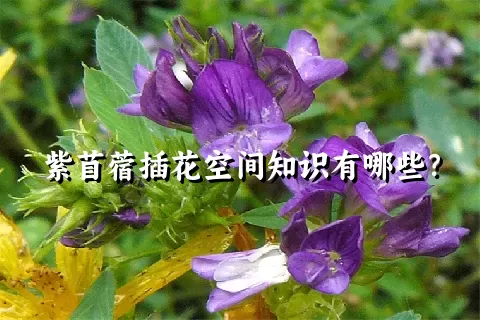 紫苜蓿插花空间知识有哪些？