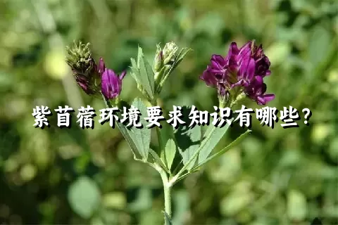 紫苜蓿环境要求知识有哪些？