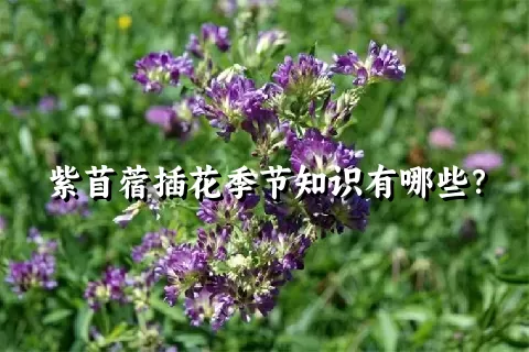 紫苜蓿插花季节知识有哪些？