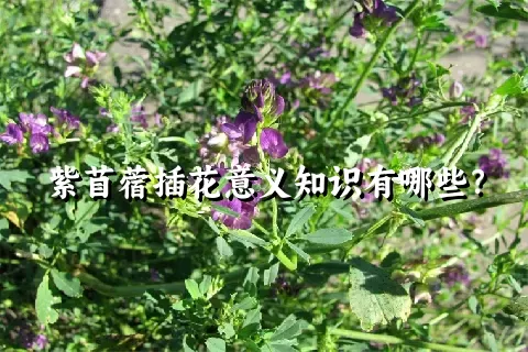 紫苜蓿插花意义知识有哪些？