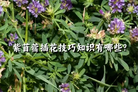 紫苜蓿插花技巧知识有哪些？