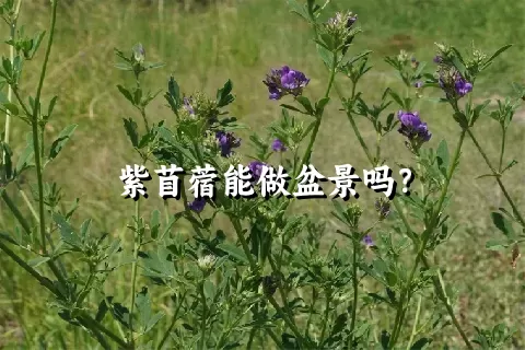 紫苜蓿能做盆景吗？