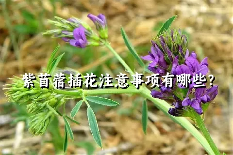 紫苜蓿插花注意事项有哪些？