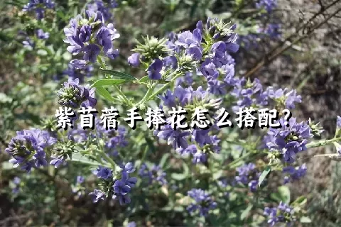 紫苜蓿手捧花怎么搭配？