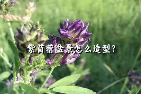 紫苜蓿盆景怎么造型？