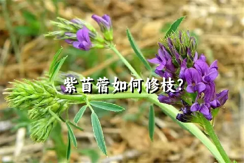 紫苜蓿如何修枝？