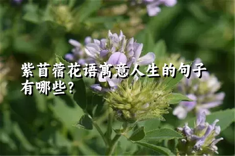 紫苜蓿花语寓意人生的句子有哪些？