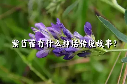 紫苜蓿有什么神话传说故事？