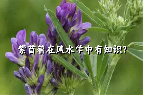 紫苜蓿在风水学中有知识？