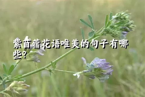 紫苜蓿花语唯美的句子有哪些？