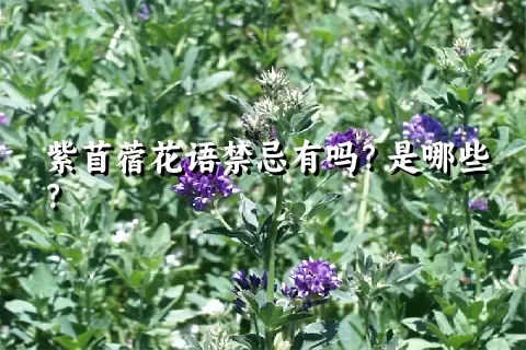 紫苜蓿花语禁忌有吗？是哪些？