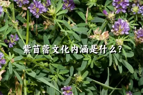 紫苜蓿文化内涵是什么？