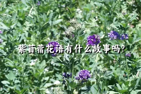 紫苜蓿花语有什么故事吗？