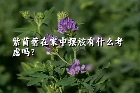 紫苜蓿在家中摆放有什么考虑吗？