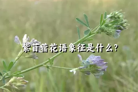 紫苜蓿花语象征是什么？