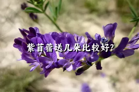 紫苜蓿送几朵比较好？