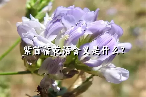 紫苜蓿花语含义是什么？