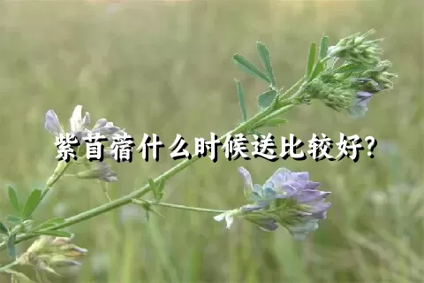 紫苜蓿什么时候送比较好？