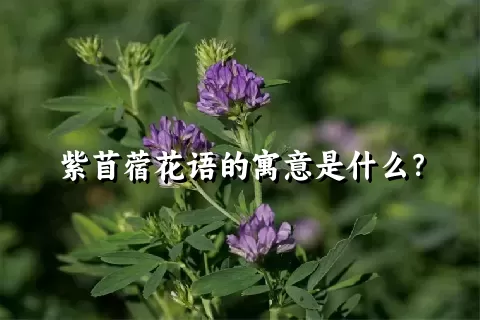 紫苜蓿花语的寓意是什么？