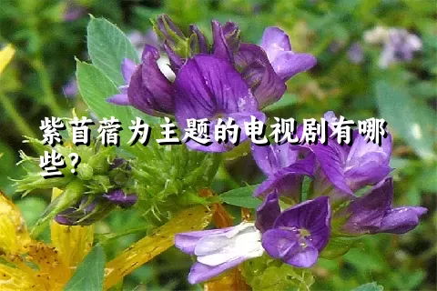 紫苜蓿为主题的电视剧有哪些？