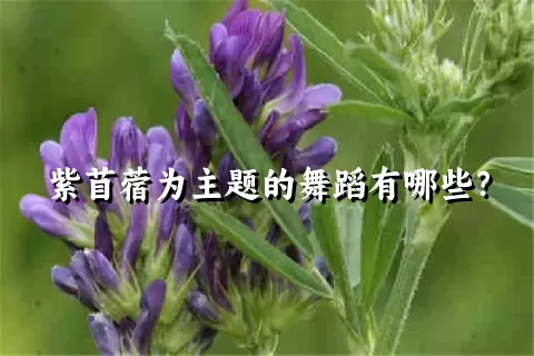 紫苜蓿为主题的舞蹈有哪些？