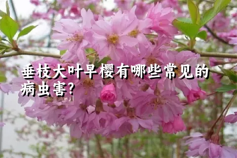 垂枝大叶早樱有哪些常见的病虫害?