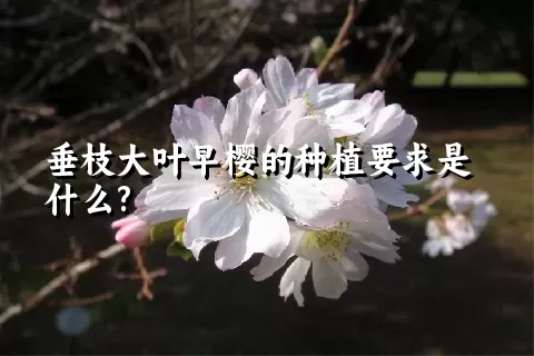 垂枝大叶早樱的种植要求是什么?