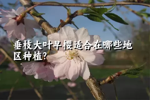 垂枝大叶早樱适合在哪些地区种植?