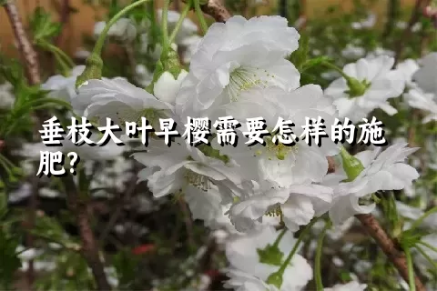 垂枝大叶早樱需要怎样的施肥?