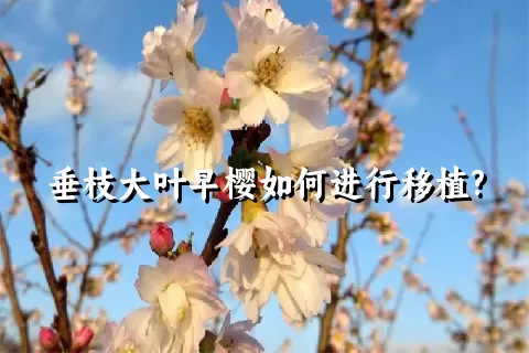 垂枝大叶早樱如何进行移植?