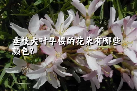 垂枝大叶早樱的花朵有哪些颜色?