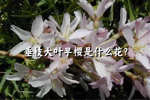 垂枝大叶早樱是什么花？