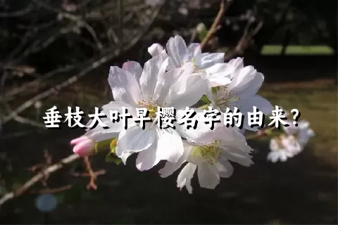 垂枝大叶早樱名字的由来？