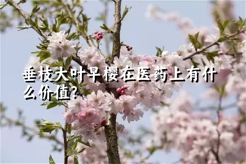 垂枝大叶早樱在医药上有什么价值？