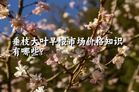 垂枝大叶早樱市场价格知识有哪些？