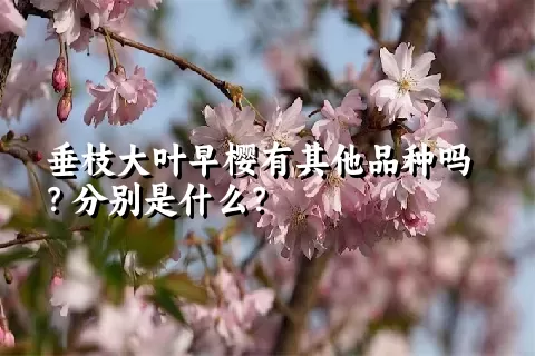 垂枝大叶早樱有其他品种吗？分别是什么？