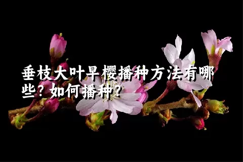 垂枝大叶早樱播种方法有哪些？如何播种？