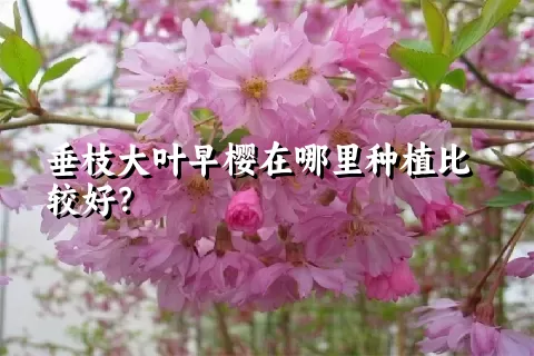 垂枝大叶早樱在哪里种植比较好？