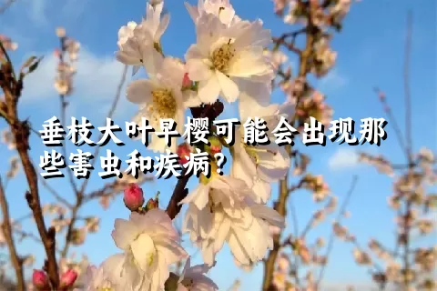 垂枝大叶早樱可能会出现那些害虫和疾病？