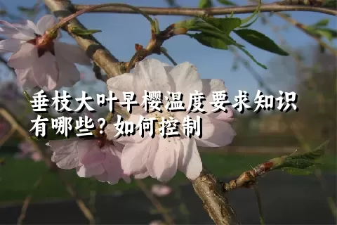 垂枝大叶早樱温度要求知识有哪些？如何控制