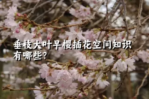 垂枝大叶早樱插花空间知识有哪些？