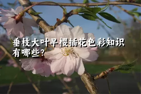 垂枝大叶早樱插花色彩知识有哪些？