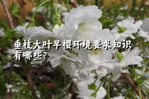 垂枝大叶早樱环境要求知识有哪些？