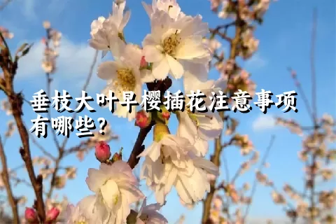 垂枝大叶早樱插花注意事项有哪些？