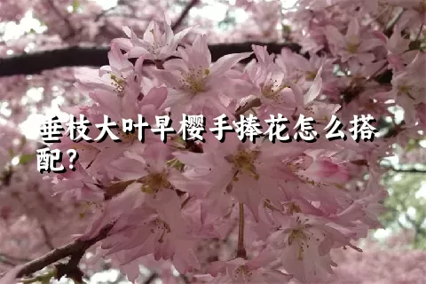 垂枝大叶早樱手捧花怎么搭配？